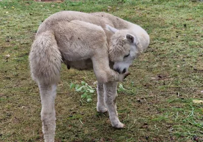Besuch bei den Alpakas