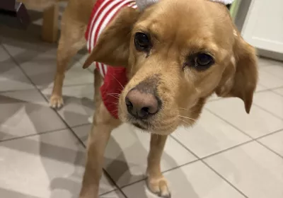 weihnachtliche Lebenslust